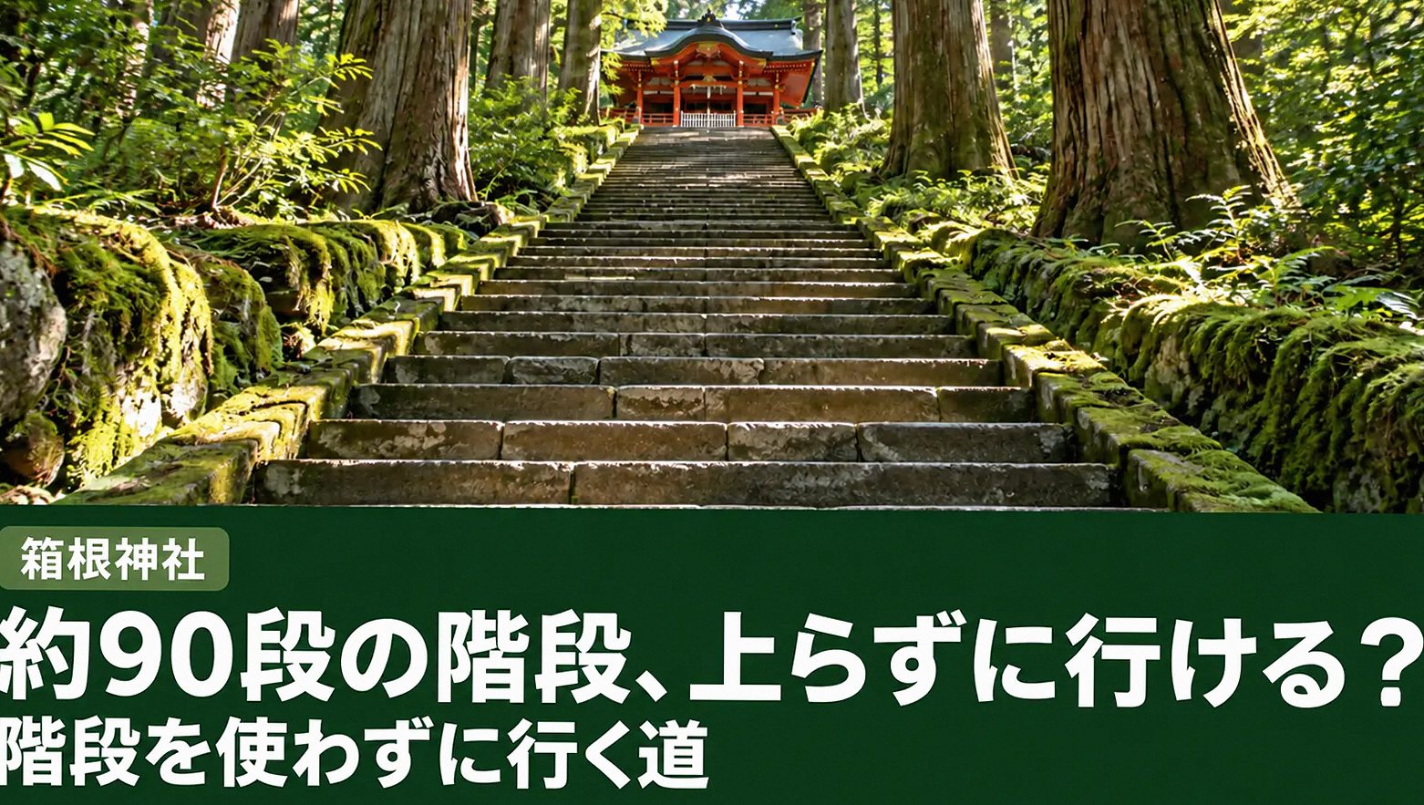 杉の大木に囲まれた箱根神社の正参道の石段を下から見上げた景色